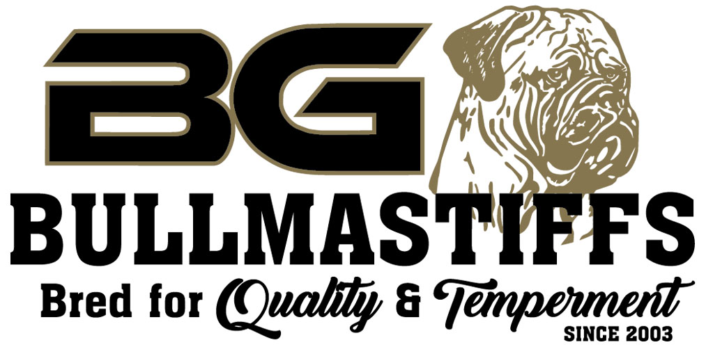 BG Bull Mastiffs