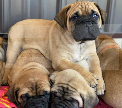 Bullmastiff Puppy