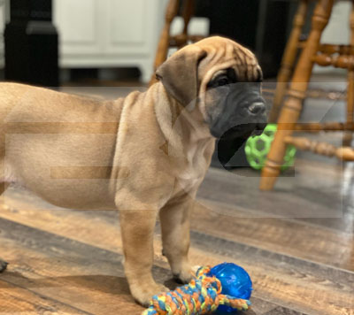 Bullmastiff Puppy