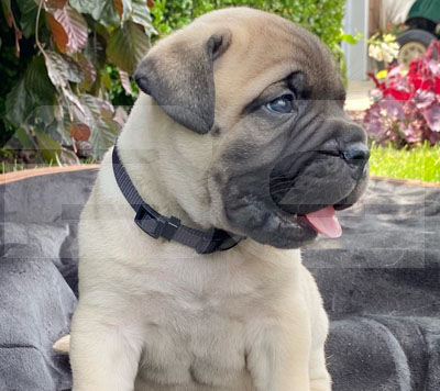 Bullmastiff Puppy