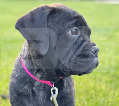 Bullmastiff Puppy