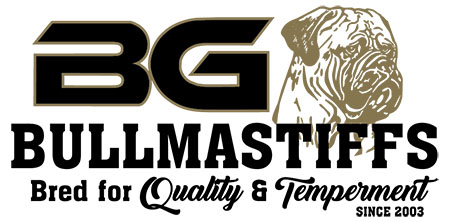 BG Bull Mastiffs