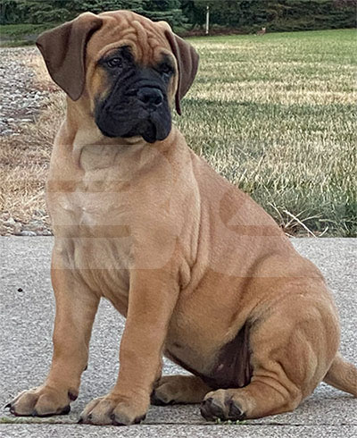 Bullmastiff Puppy