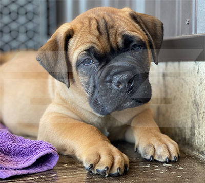 Bullmastiff Puppy