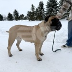 Bullmastiff Peanut