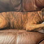 Raya on the couch