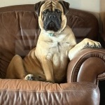 Tequila in her chair